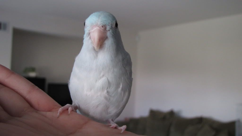 Avian Avenue Parrot Forum